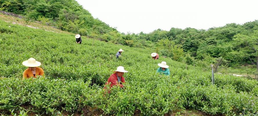 乌龙茶采摘时间和收获季节是什么时候？乌龙茶的采摘方法和注意事项是什么？