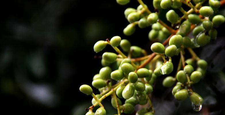 女贞子采摘时间和收获季节是什么时候？女贞子的采摘方法和注意事项是什么？