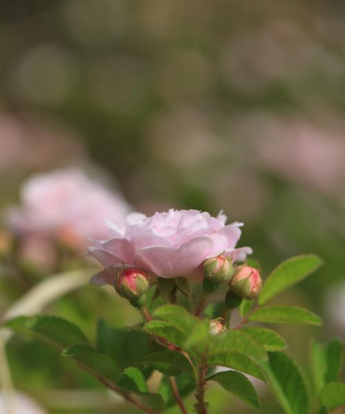 墙薇一年开几次花？墙薇的花期和开花次数是多少？