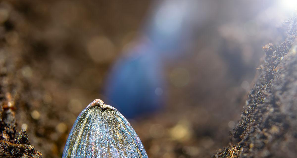 葵花籽什么时候播种合适？葵花籽最佳播种时间是什么时候？