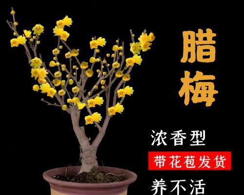 梅花喜阴还是喜阳？梅花的养护环境是怎样的？