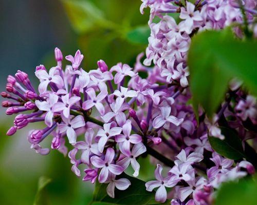 丁香花象征意义是什么？丁香花代表的含义有哪些？