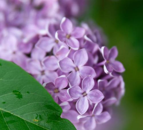 丁香花象征意义是什么？丁香花代表的含义有哪些？