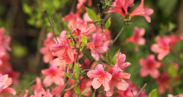 杜鹃花的花语是什么？杜鹃花象征着什么含义？