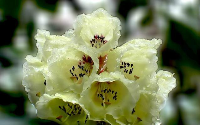 杜鹃花的花语象征着什么？杜鹃花寓意有哪些常见问题？