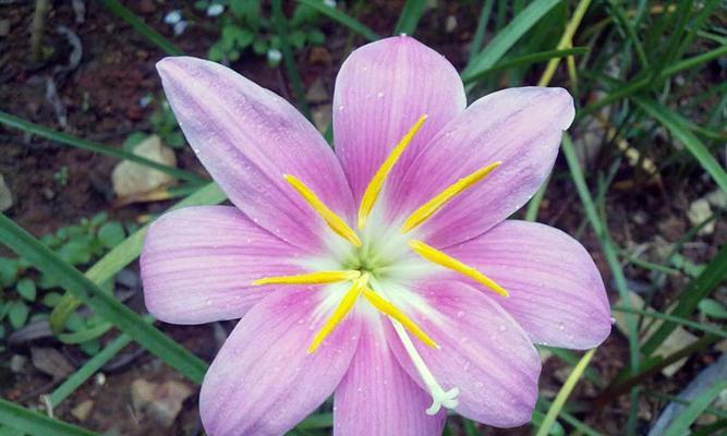 风雨花的花语是什么？它有哪些寓意？