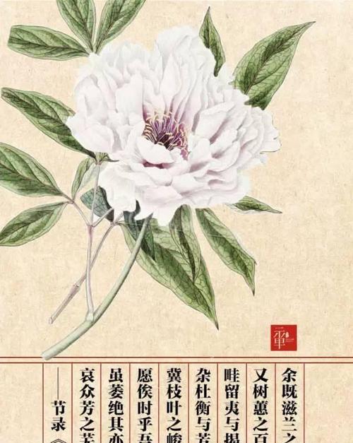 扶郎花的花语是什么？送扶郎花代表什么意思？