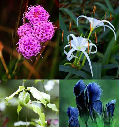 鸽子花的花语含义是什么？如何正确解读鸽子花的象征意义？