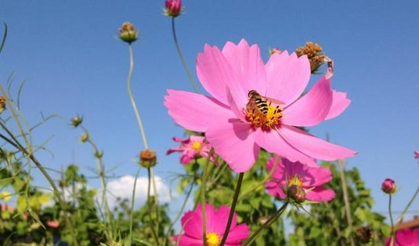 格桑花的花语代表什么？如何理解其深层含义？