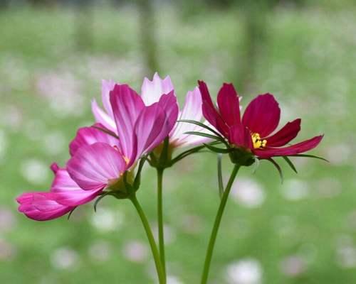 格桑花象征着什么？格桑花的寓意有哪些常见误解？