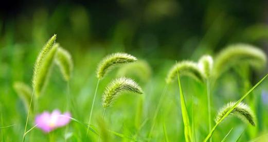 狗尾巴草的花语和寓意是什么？如何解读狗尾巴草的深层含义？