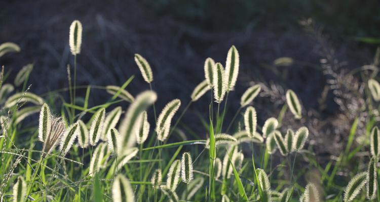 狗尾草的花语代表了什么含义？