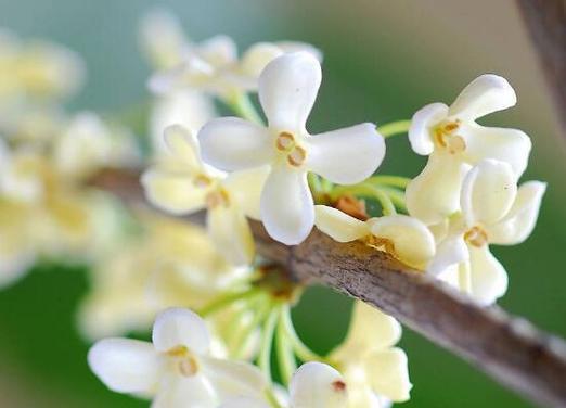 桂花的花语是什么？如何用桂花表达爱意？