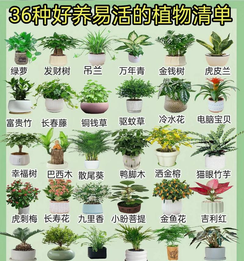 家庭小花坛种花有哪些技巧？