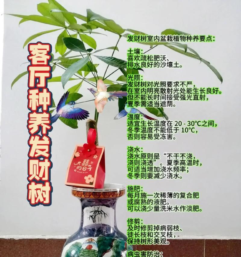 摇钱树插花盆怎样才能快速生长？