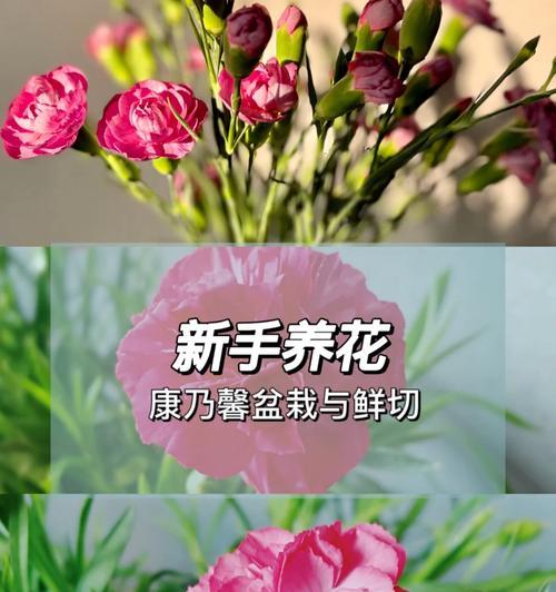 康乃馨水养花的正确方法是什么？如何保持花朵新鲜？