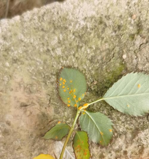 花盆裂纹渗出黄色粉末是什么状态？这是什么问题的迹象？