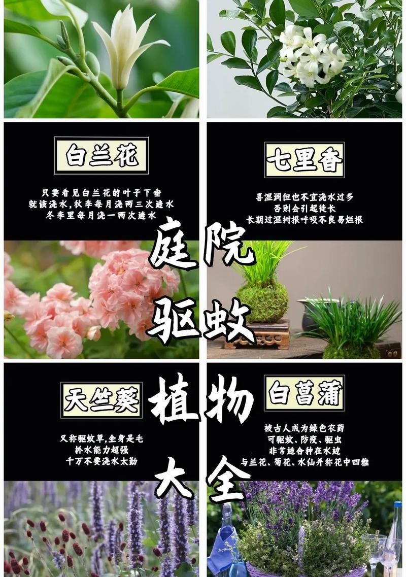 哪些花草能有效防止蚊虫叮咬？