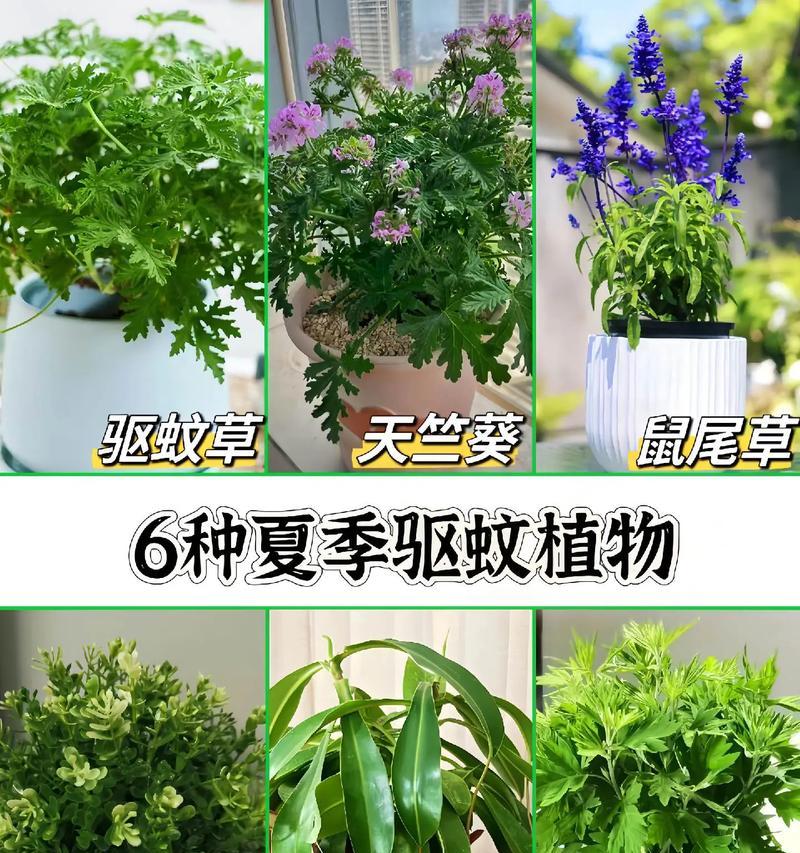 哪些花草能有效防止蚊虫叮咬？