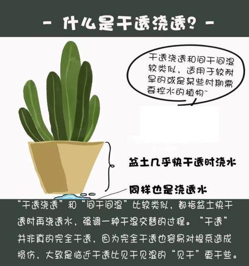 花盆浇水后不透水怎么办？如何检查和解决？