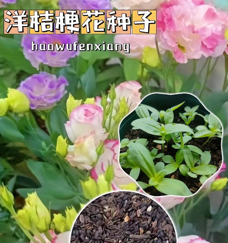 花草种子真假如何辨别？有哪些辨别技巧？