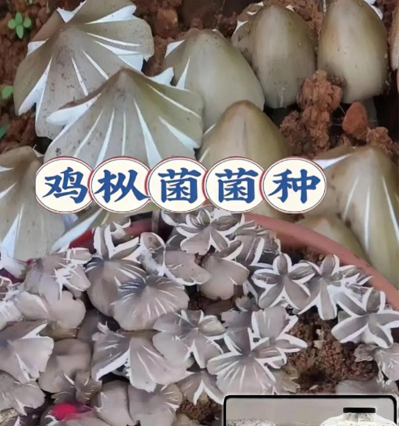 怎么知道花盆上白色的物质是什么菌种的？如何处理？