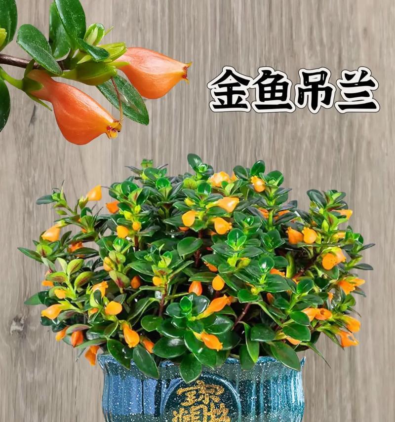 哪些垂吊植物盆栽能耐高温？它们的特点是什么？