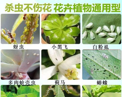 花盆小黑飞虫产生的原因是什么？