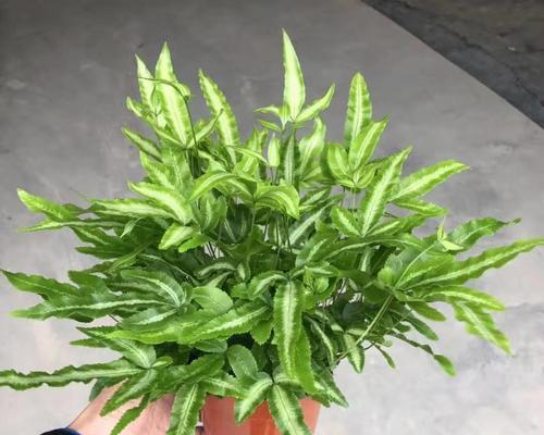 室内有哪些不怕涝的盆栽植物？如何选择？