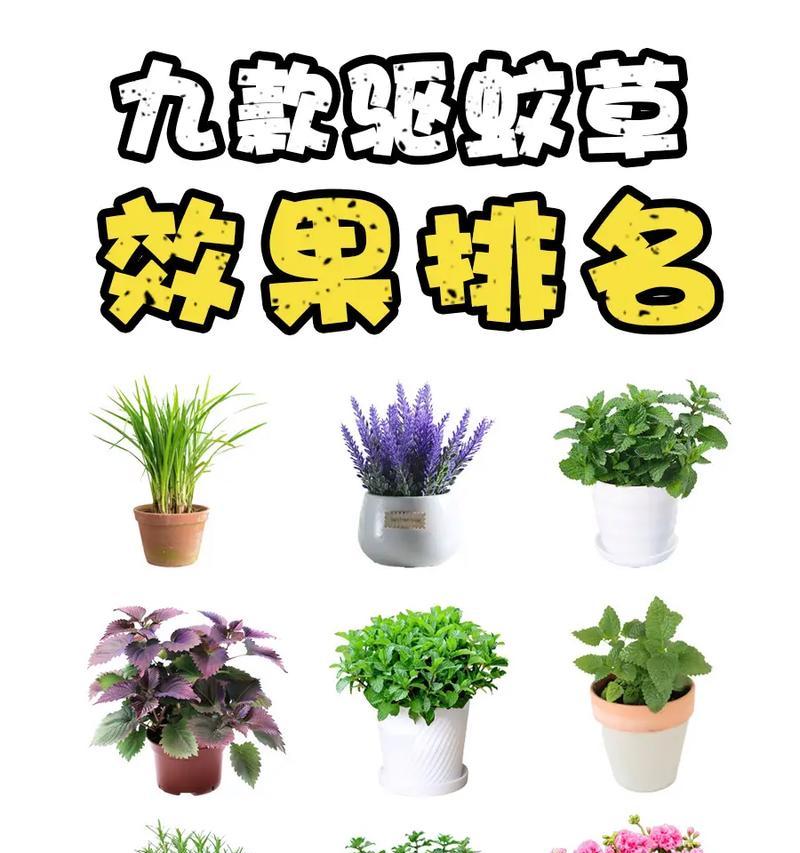 夏天哪些花草能驱蚊？它们的品种有哪些？