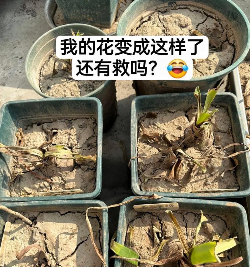 养花土变黑是什么原因？如何预防和处理？