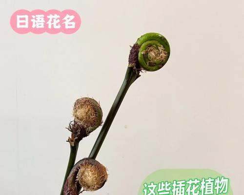 日本对插花的别称有哪些名字呢？这些别称背后的文化含义是什么？