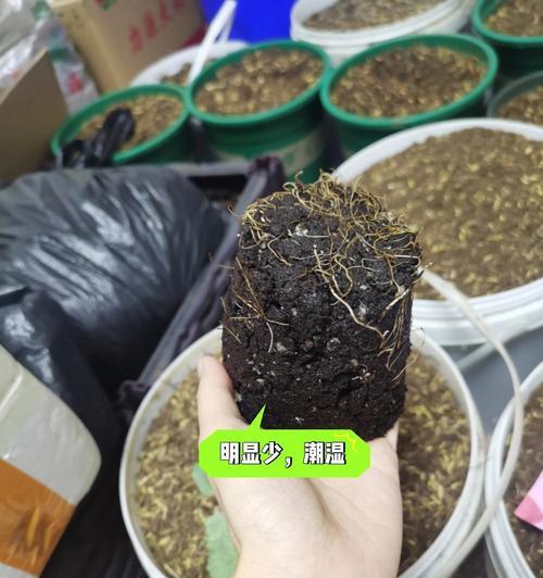 花盆土白色粉末问题：用什么药最有效？