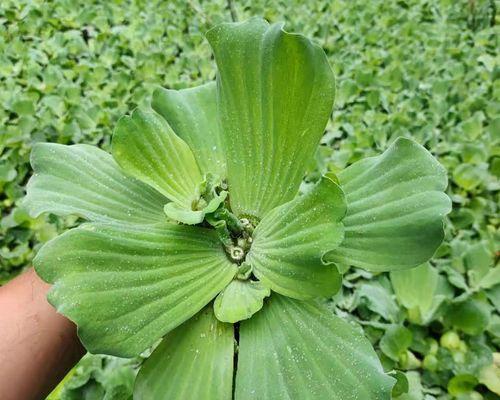 净化水质水生植物耐低温？哪些水生植物适合低温环境？