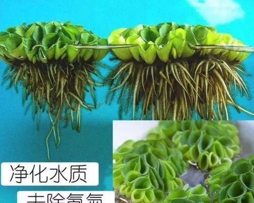 净化水质水生植物耐低温？哪些水生植物适合低温环境？