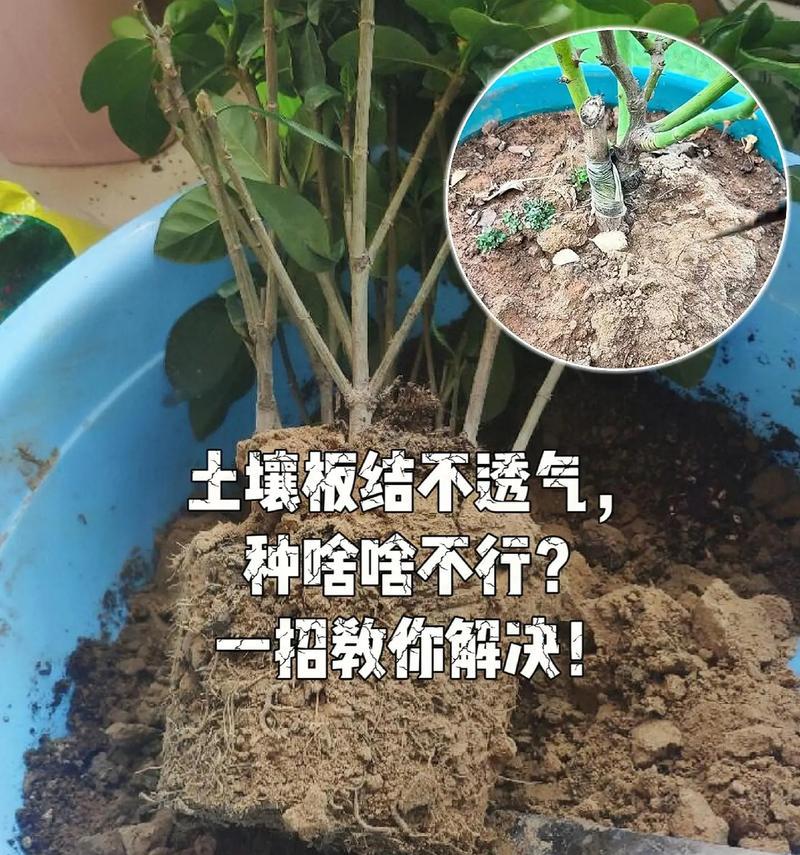 花盆的土板结了怎么办？如何防止花盆的土板结？