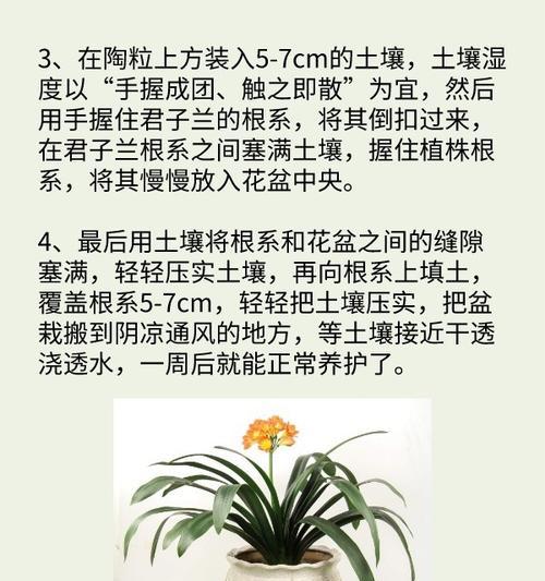 军子兰适合哪种花盆？如何选择既美观又适合军子兰的花盆？