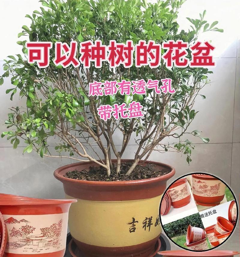 带托堵孔的花盆如何使用？使用时应注意什么？