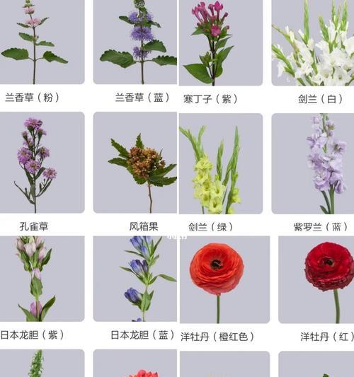 如何判定花草的类型和品种？花草分类有哪些标准？