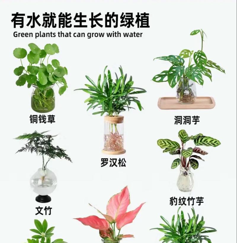 哪些水生植物适合低温环境？它们如何净化水质？