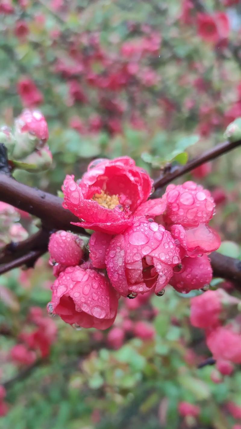 雨后海棠花的美句有哪些？推荐几个短句？