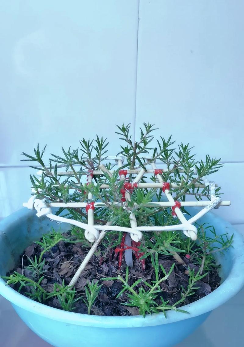 用棍子制作花架的简单方法是什么？如何让花架既简单又漂亮？