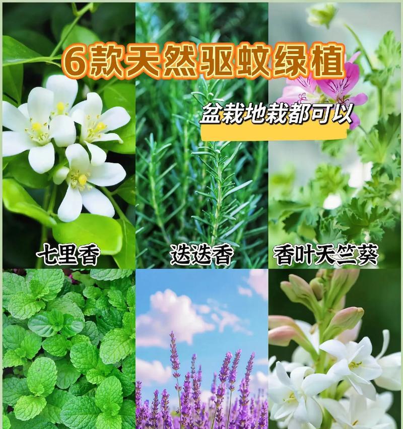 避免蚊虫的花草选择有哪些？选择什么花草可以有效防蚊？