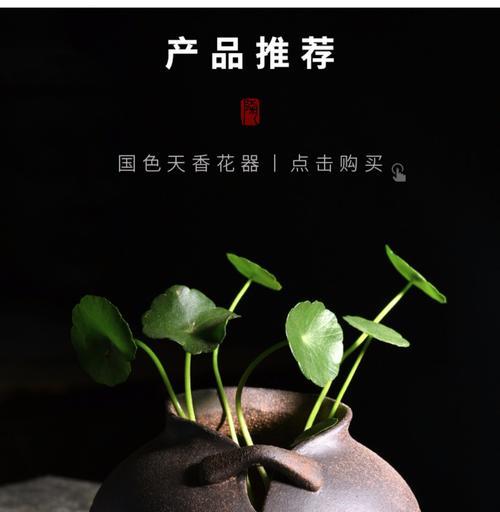 花盆黑色菌丝怎么处理？有哪些解决方法？