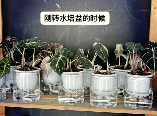 水培花盆更稳定技巧是什么？