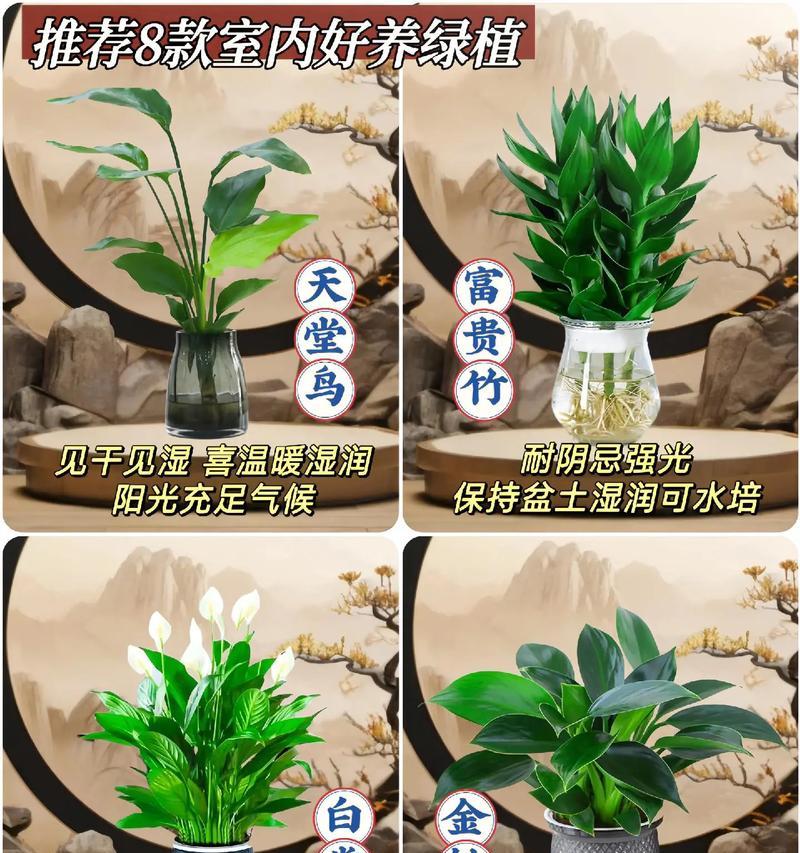 耐旱好养室内植物推荐？如何挑选？