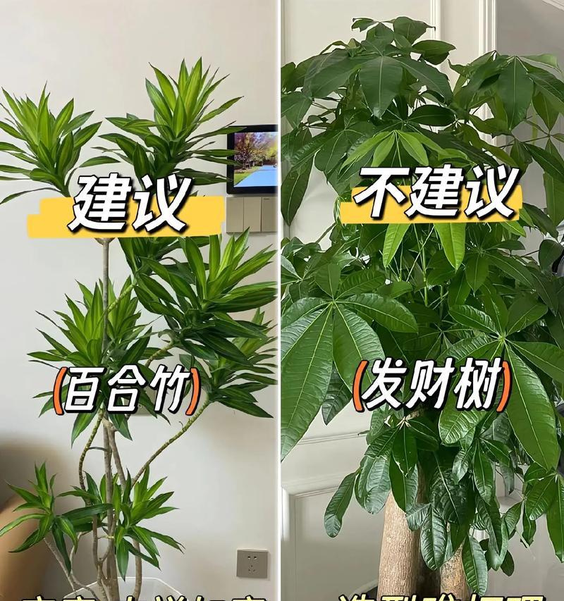 耐旱好养室内植物推荐？如何挑选？