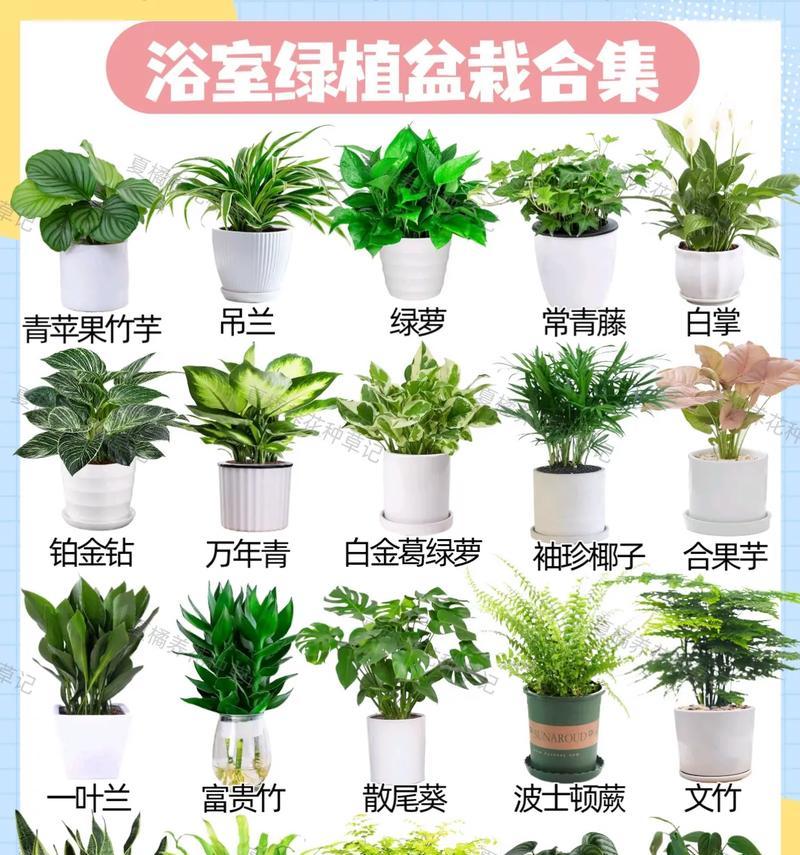 家庭花盆选择的要点是什么？