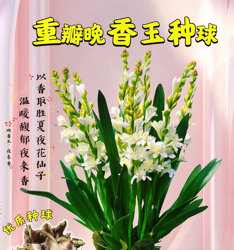 高筒花盆适合种植哪些花卉？有哪些花卉种植技巧？