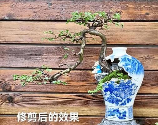 酒瓶刷金粉做花盆是否有毒？使用时需要哪些注意事项？